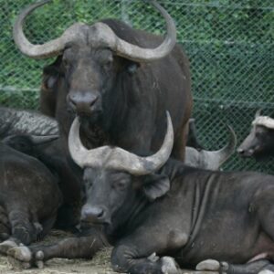 アフリカ水牛