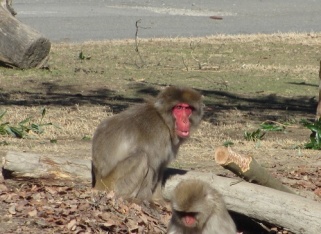 最年長のサル