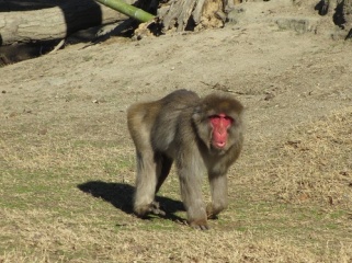 最年長のサル