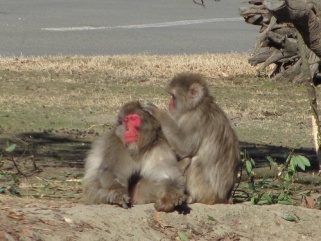 最年長のサル