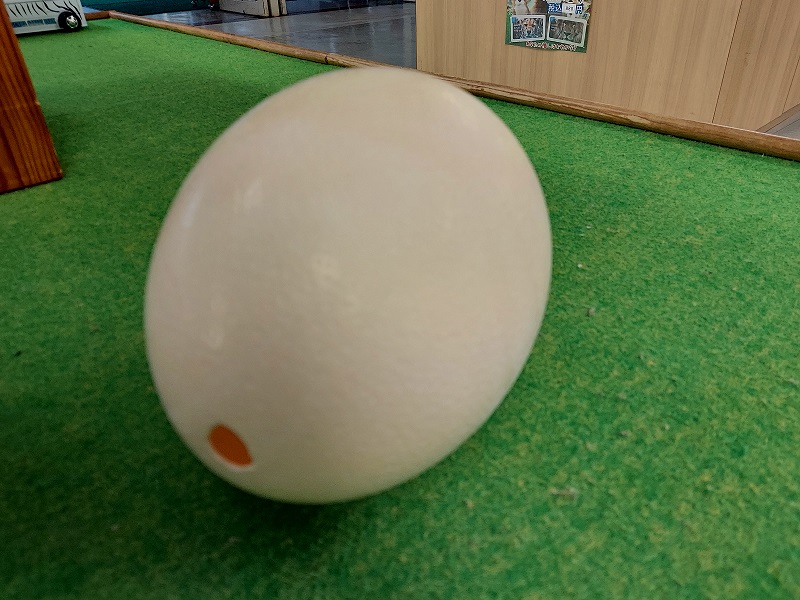 群馬サファリパークオークション - ダチョウの卵とダチョウの