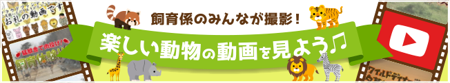 飼育係のみんなが撮影！楽しい動物の動画を見よう♪