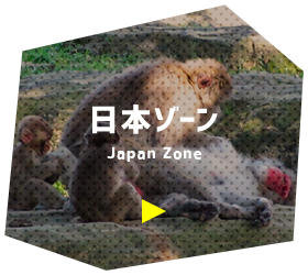 日本ゾーン