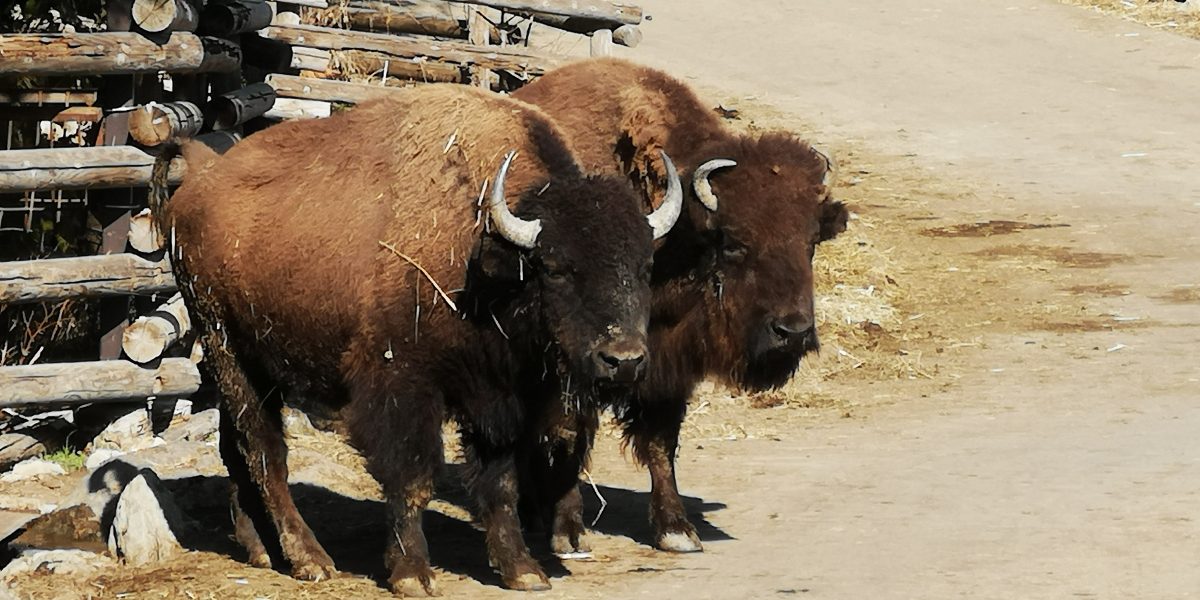 アメリカバイソン 野生の王国 群馬サファリパーク