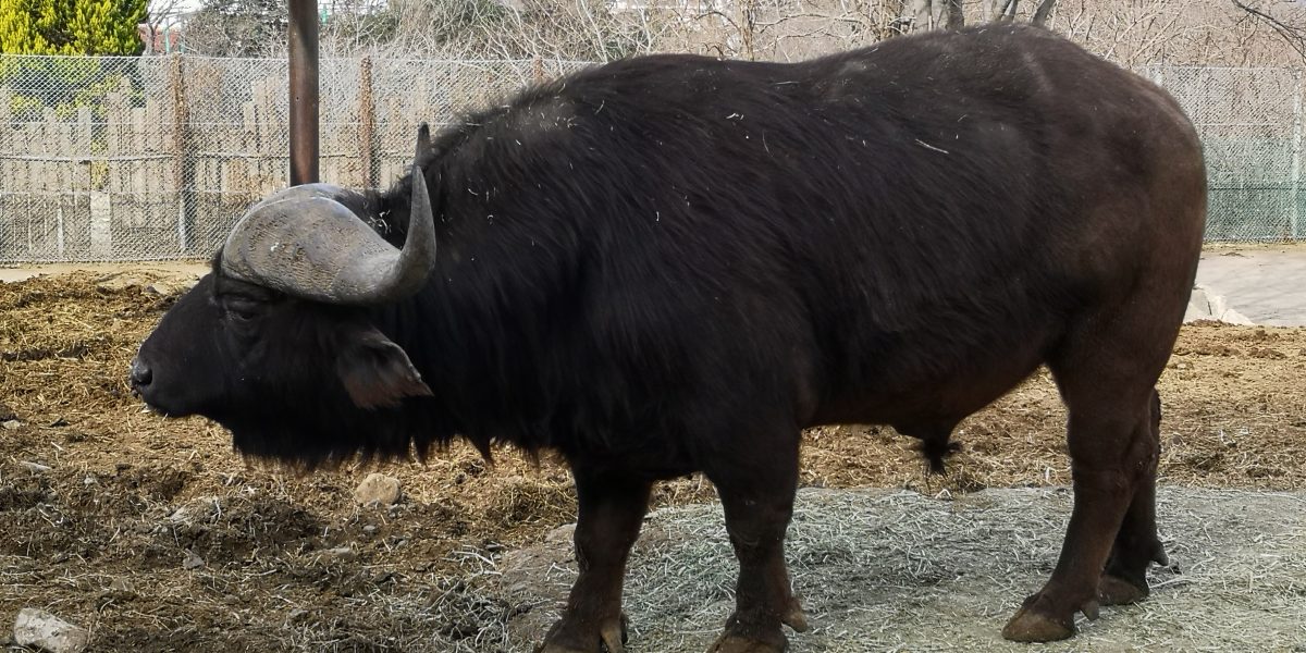 アフリカスイギュウ 野生の王国 群馬サファリパーク