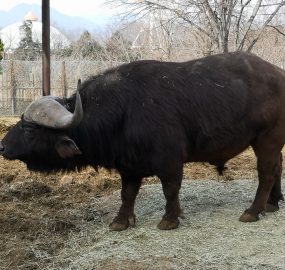 アフリカスイギュウ