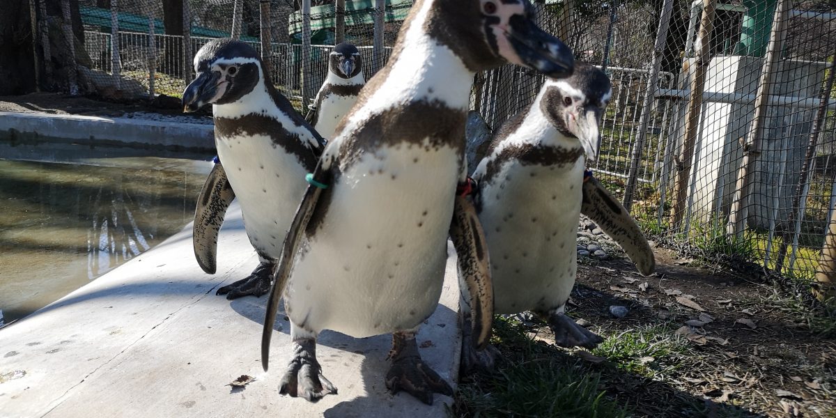 フンボルトペンギン 野生の王国 群馬サファリパーク