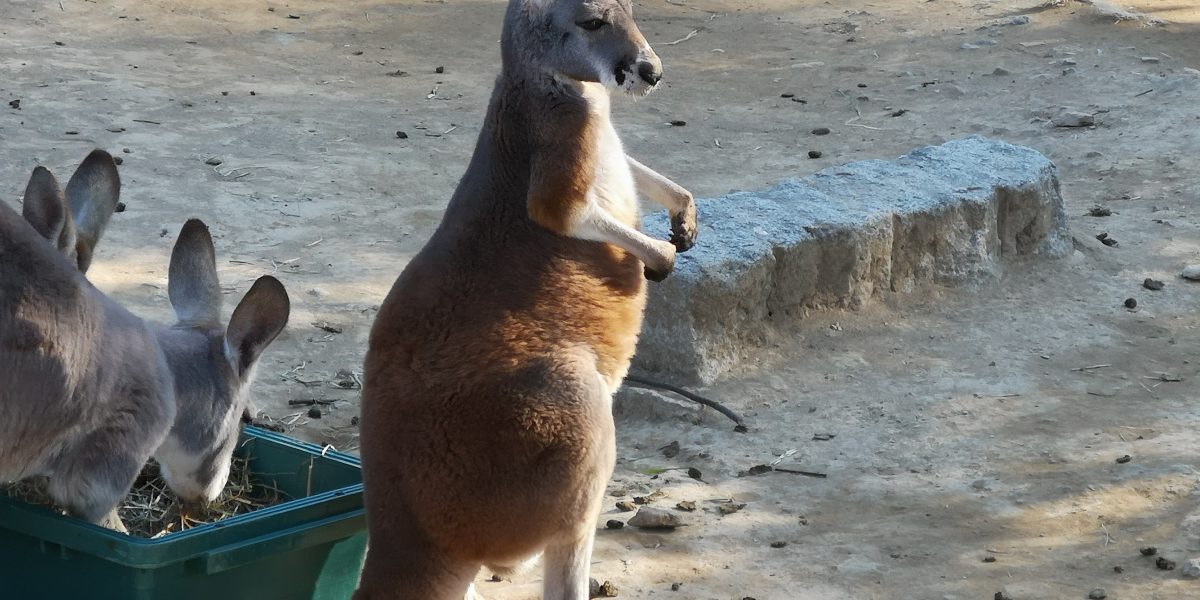 アカカンガルー 野生の王国 群馬サファリパーク