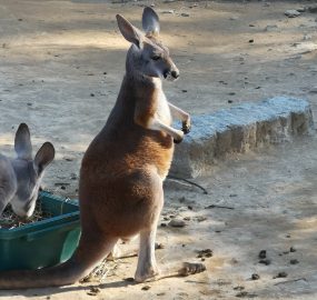 アカカンガルー