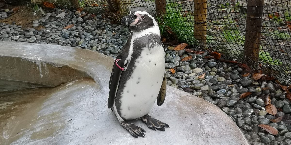 フンボルトペンギン 野生の王国 群馬サファリパーク