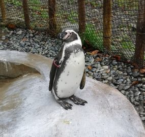 フンボルトペンギン