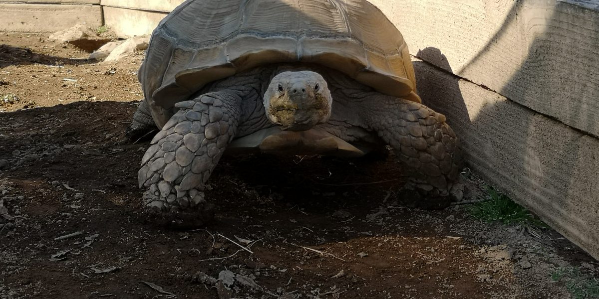 ケヅメリクガメ