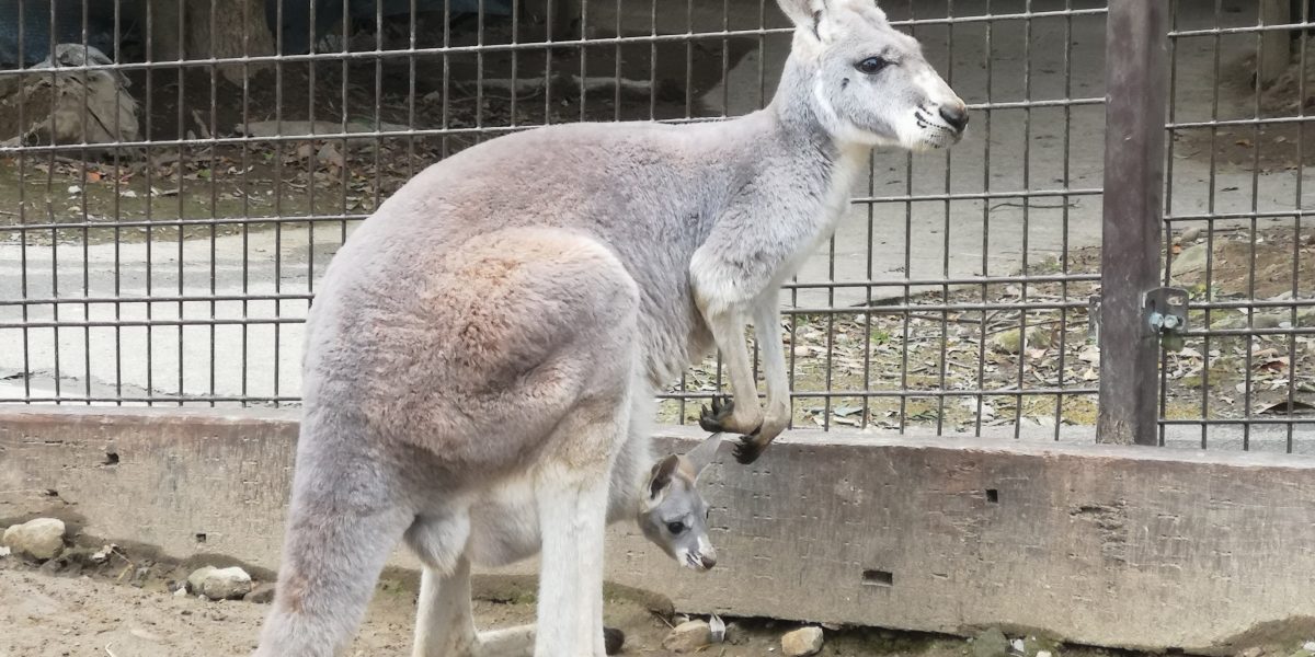 アカカンガルー 野生の王国 群馬サファリパーク