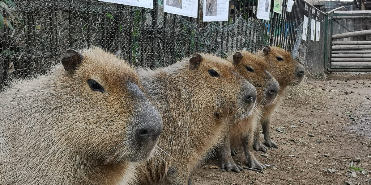 カピバラ