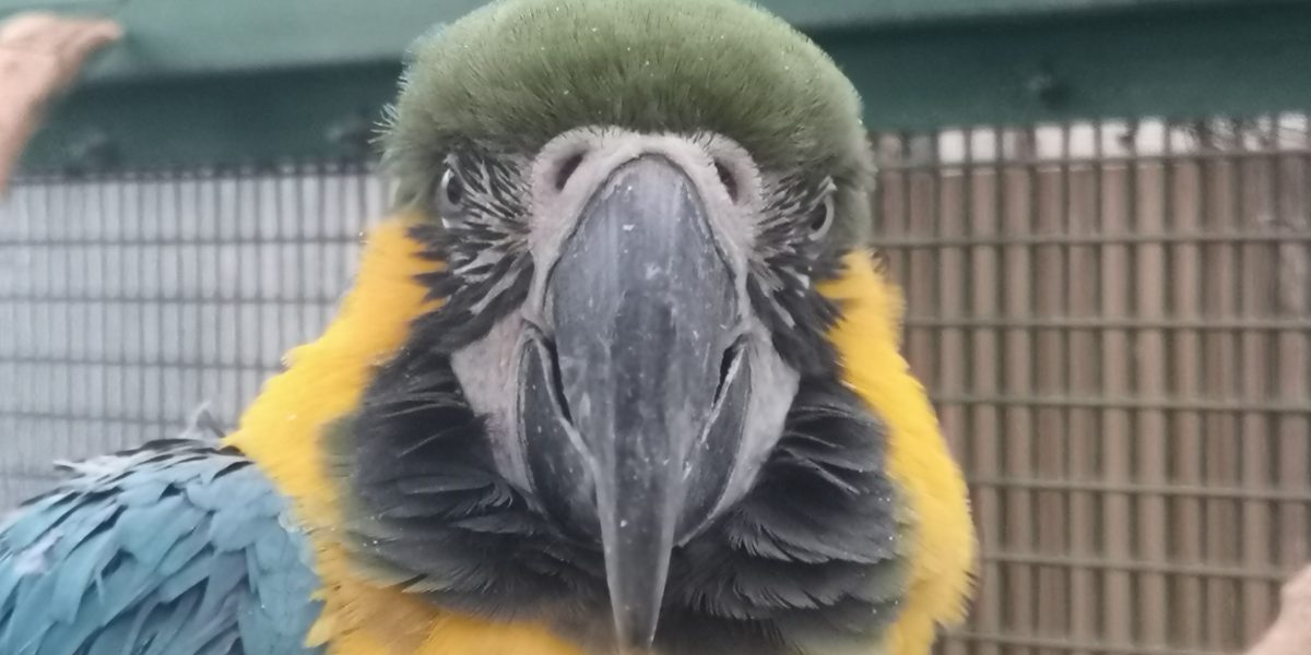 ルリコンゴウインコ 野生の王国 群馬サファリパーク