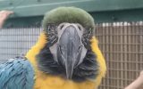 ルリコンゴウインコ