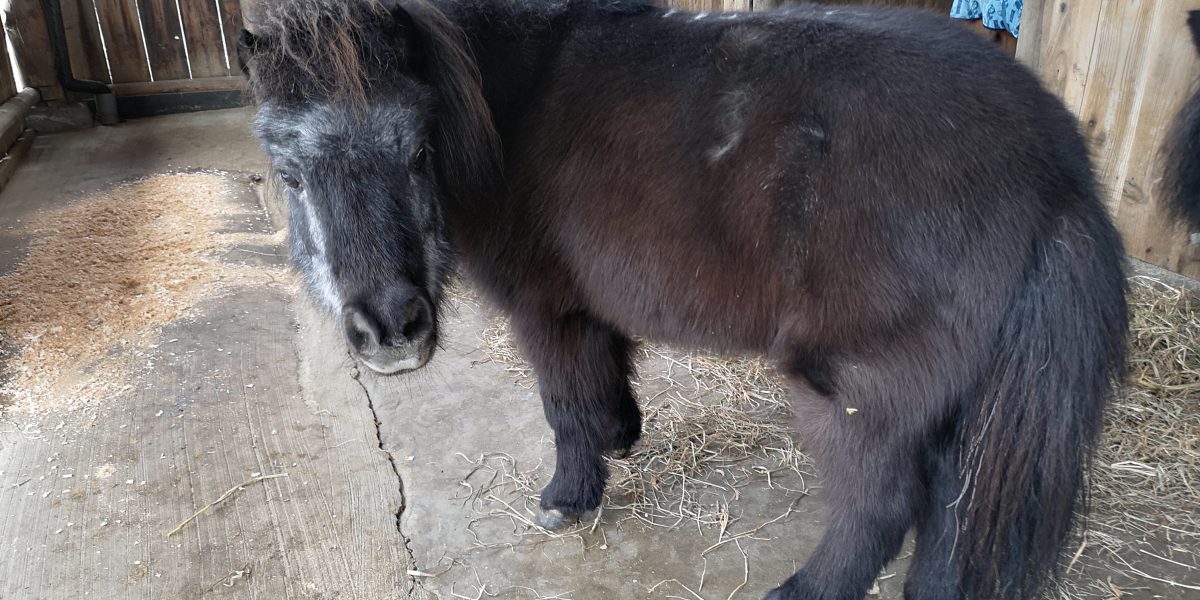 ミニチュアホース 野生の王国 群馬サファリパーク