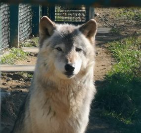 シンリンオオカミ 野生の王国 群馬サファリパーク