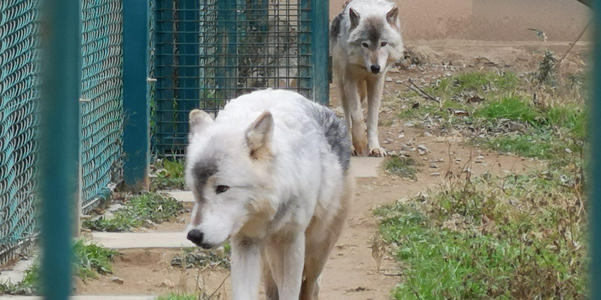 シンリンオオカミ 野生の王国 群馬サファリパーク