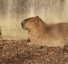 カピバラ