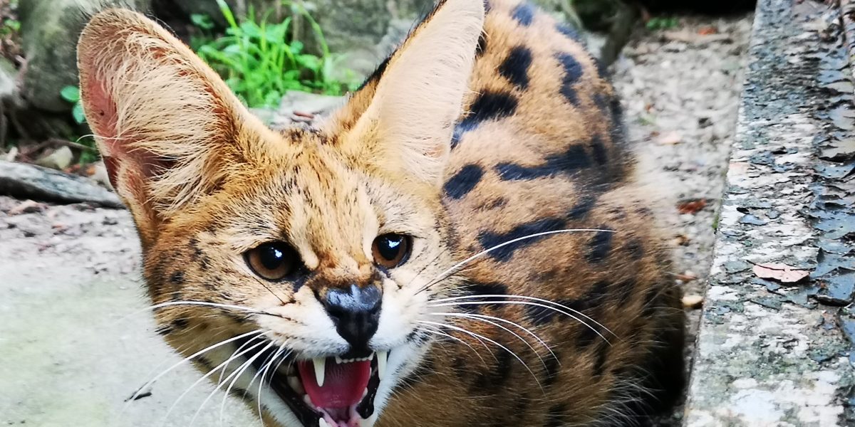 サーバル 野生の王国 群馬サファリパーク