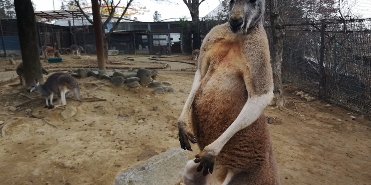 アカカンガルー