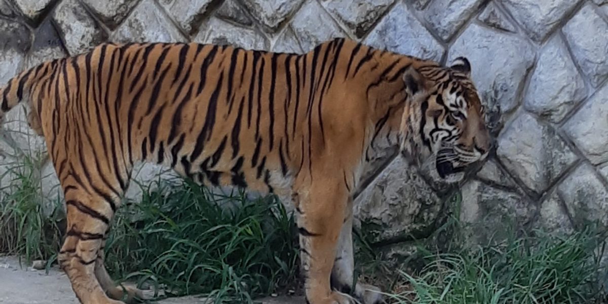 ベンガルトラ 野生の王国 群馬サファリパーク