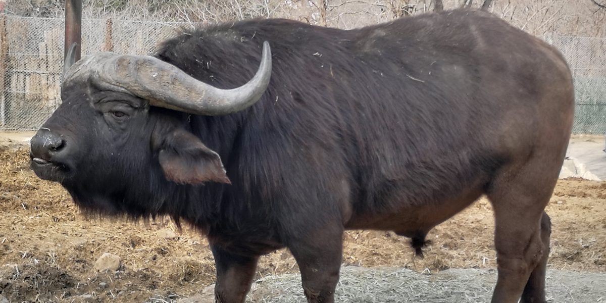 アフリカスイギュウ 野生の王国 群馬サファリパーク