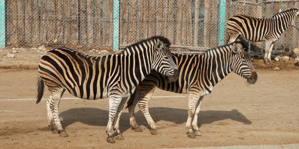 チャップマンシマウマ 野生の王国 群馬サファリパーク