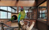 ヒワコンゴウインコ