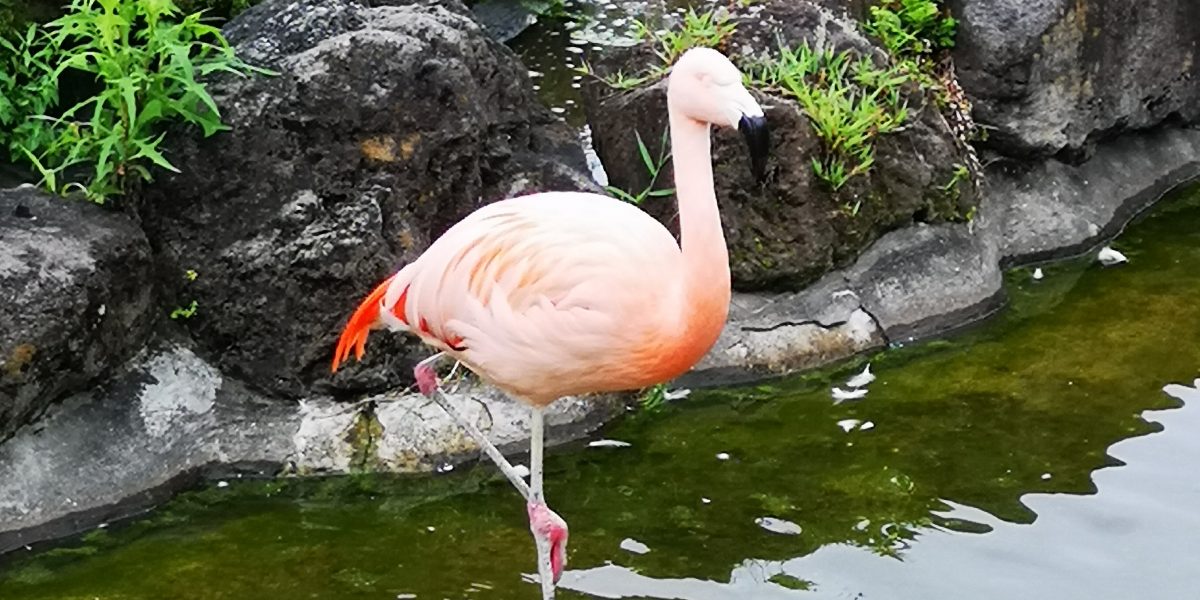 チリーフラミンゴ 野生の王国 群馬サファリパーク