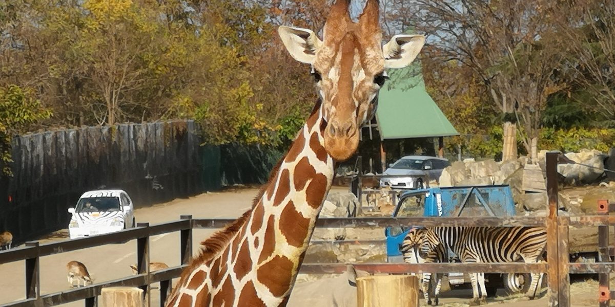 アミメキリン 野生の王国 群馬サファリパーク
