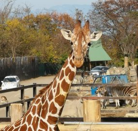 アミメキリン 野生の王国 群馬サファリパーク アミメキリン 野生の王国 群馬サファリパーク