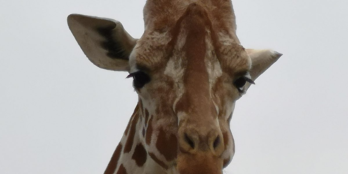 アミメキリン 野生の王国 群馬サファリパーク アミメキリン 野生の王国 群馬サファリパーク