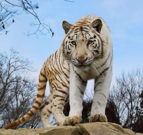 ホワイトタイガー 野生の王国 群馬サファリパーク