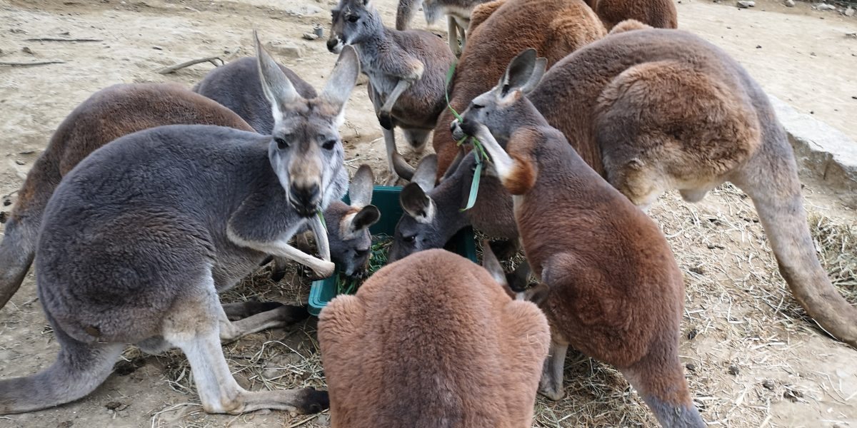 アカカンガルー