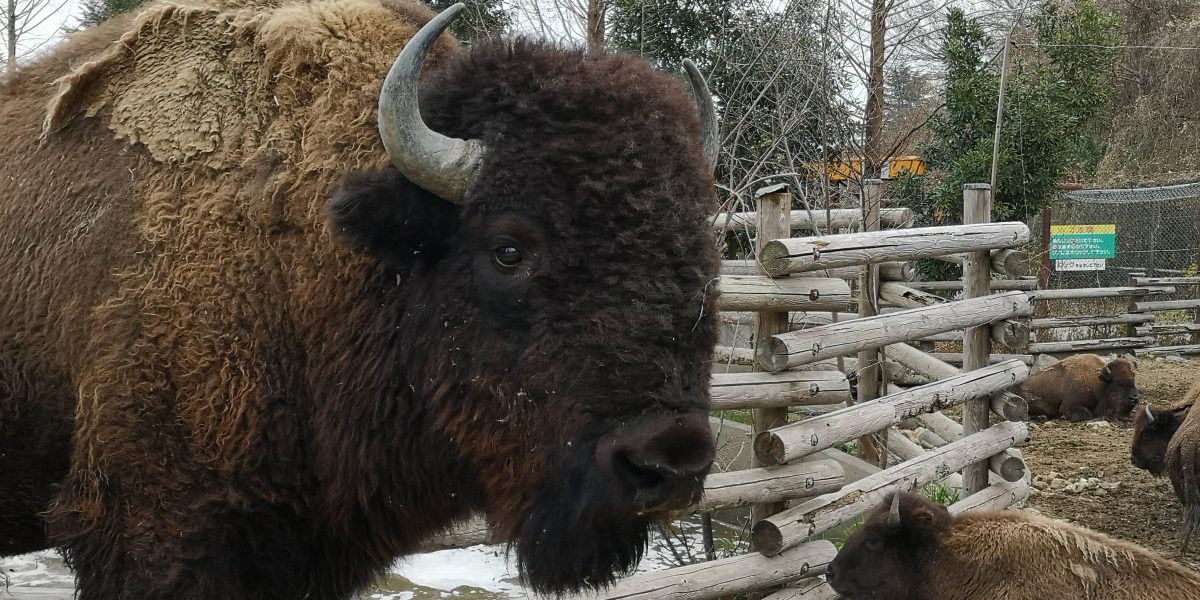 アメリカバイソン 野生の王国 群馬サファリパーク