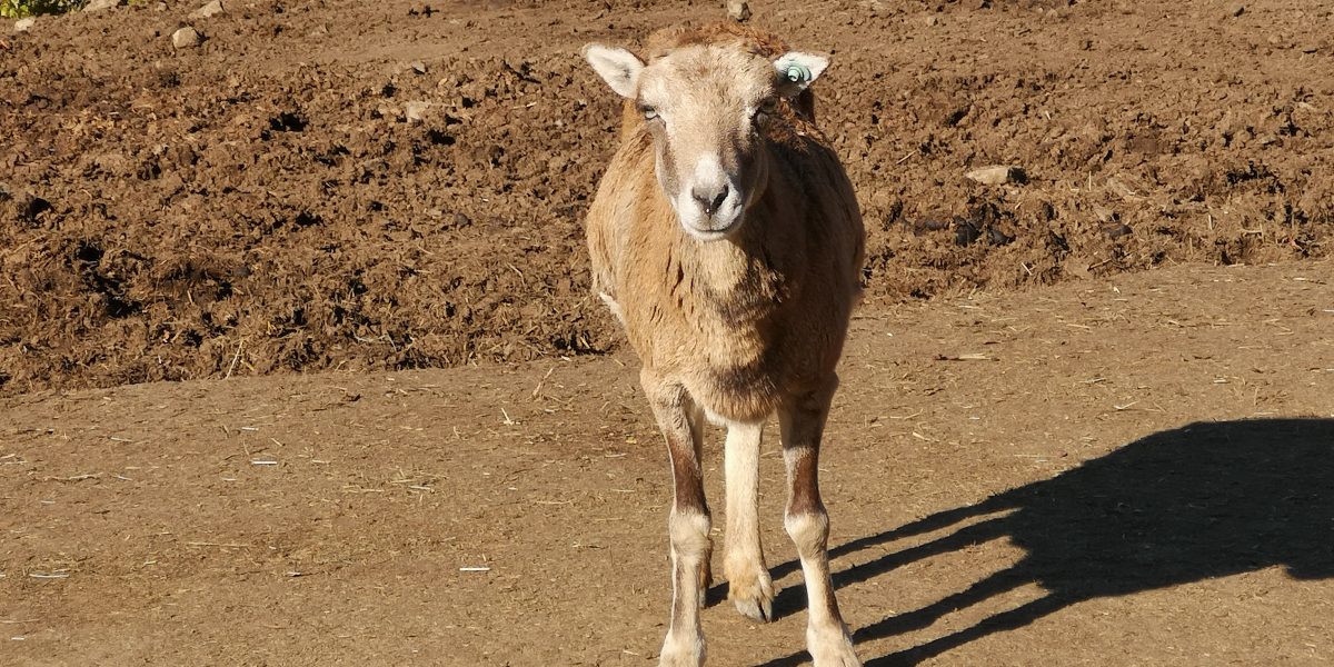 ムフロン 野生の王国 群馬サファリパーク