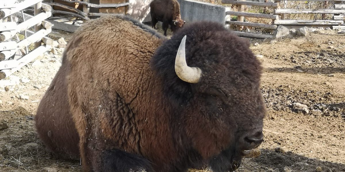 アメリカバイソン 野生の王国 群馬サファリパーク