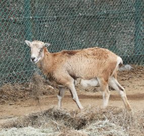 ムフロン