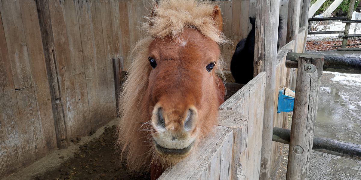 ミニチュアホース 野生の王国 群馬サファリパーク