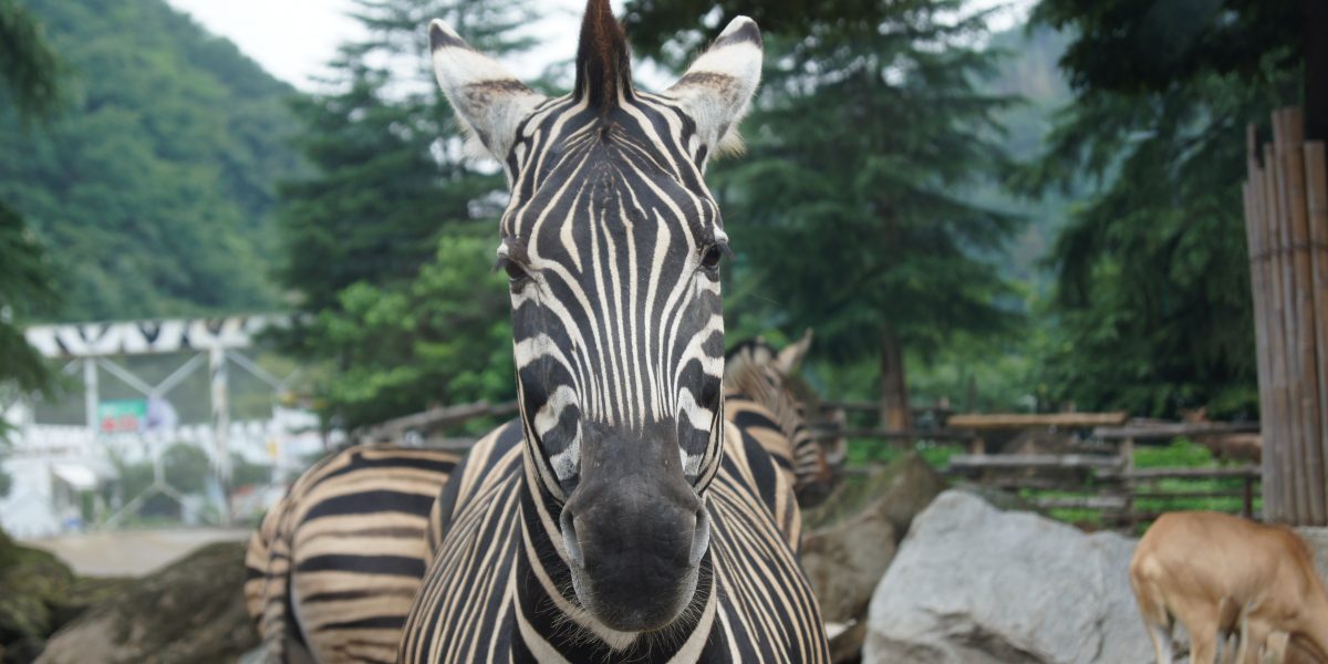 チャップマンシマウマ 野生の王国 群馬サファリパーク