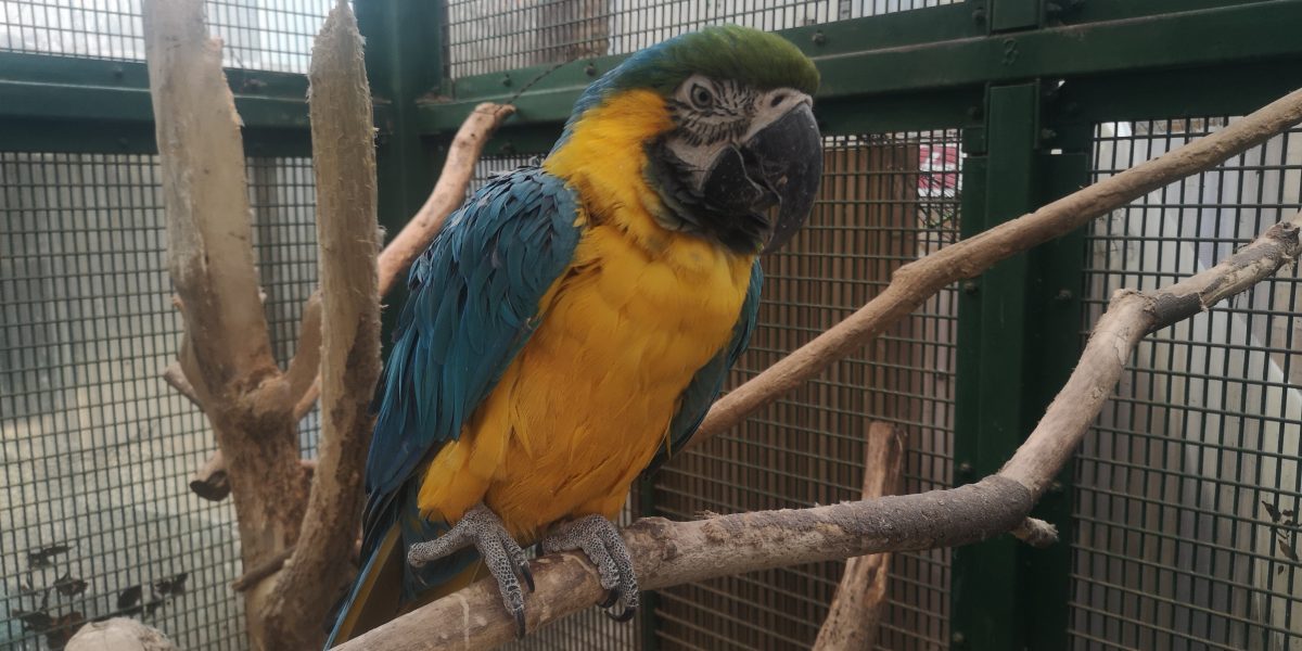 ルリコンゴウインコ 野生の王国 群馬サファリパーク