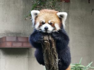 シセンレッサーパンダ