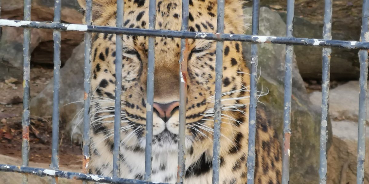 アムールヒョウ 野生の王国 群馬サファリパーク