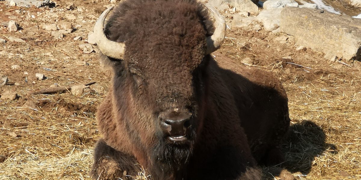 アメリカバイソン 野生の王国 群馬サファリパーク