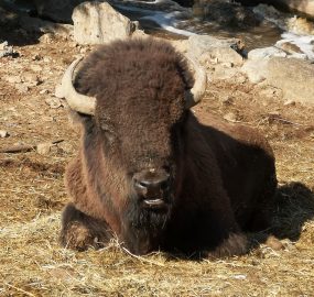 アメリカバイソン