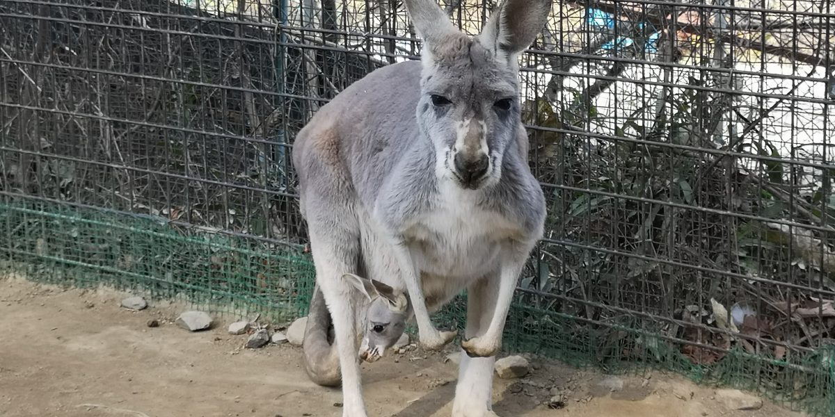 アカカンガルー