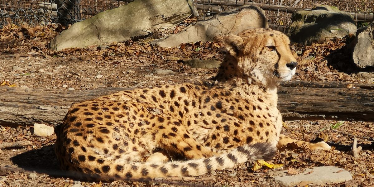 チーター 野生の王国 群馬サファリパーク