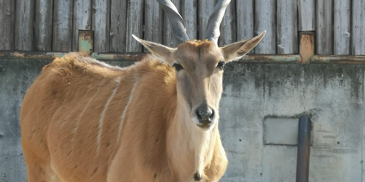 エランド 野生の王国 群馬サファリパーク エランド 野生の王国 群馬サファリパーク
